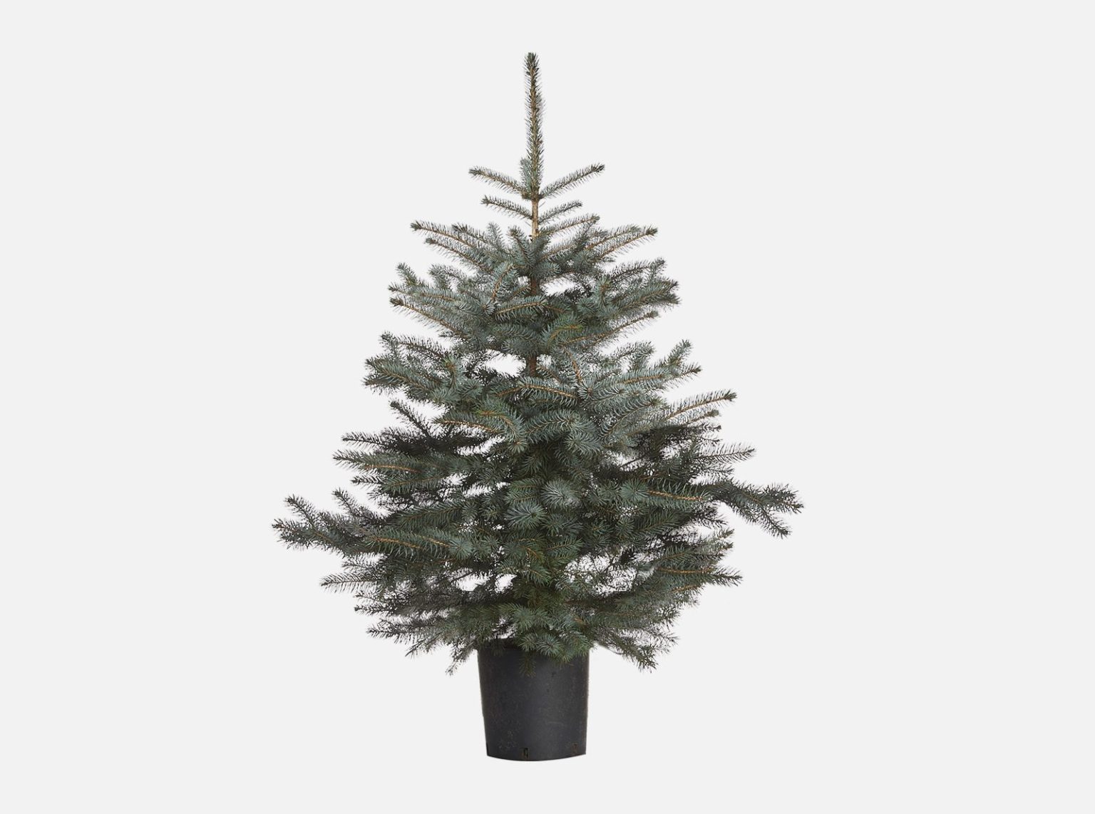 Blauwspar Kerstboom kopen doe je bij Ikwileenkerstboom.nl