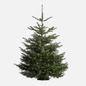 kunstmest mezelf Tot stand brengen Nordmann – Kerstboom kopen doe je bij Ikwileenkerstboom.nl