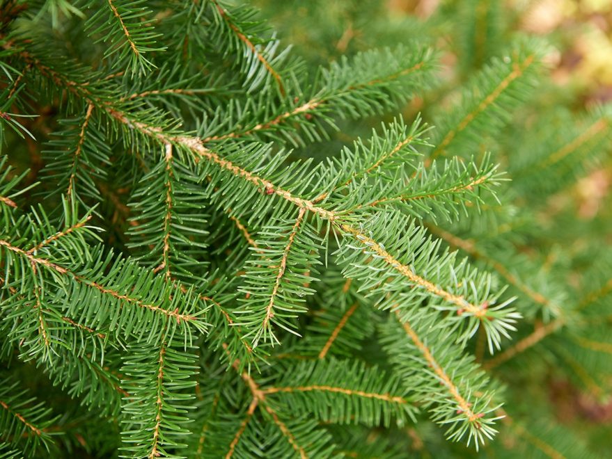 Zilverspar Kerstboom kopen doe je bij Ikwileenkerstboom.nl